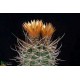 Pyrrhocactus Pyrrhocactus