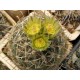 Sclerocactus Sclerocactus