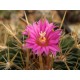 Stenocactus Stenocactus